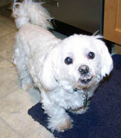 eco-pup dog clothing BoBo