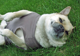Eco-Pup dog clothing organic classic t-shirt