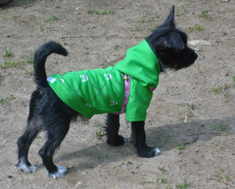 Eco-Pup dog clothing organic park hoodie