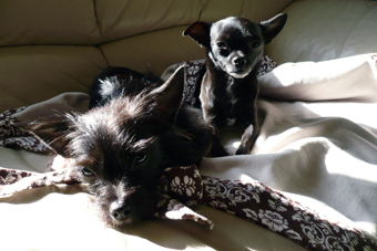 Eco-Pup Dog Clothing recycled PET fleece travel blanket