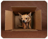 eco-pup dog clothing free shipping and returns policy dog clothing